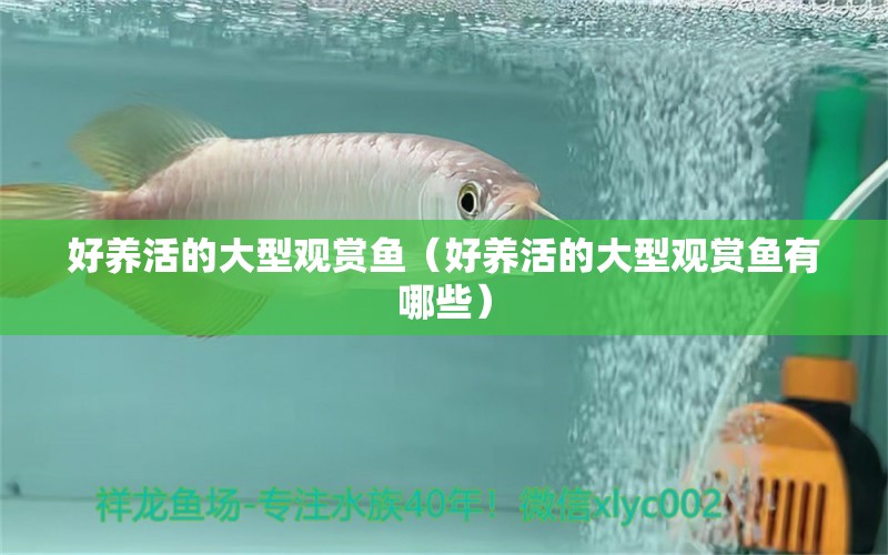 好養(yǎng)活的大型觀賞魚(yú)（好養(yǎng)活的大型觀賞魚(yú)有哪些） 祥龍水族醫(yī)院