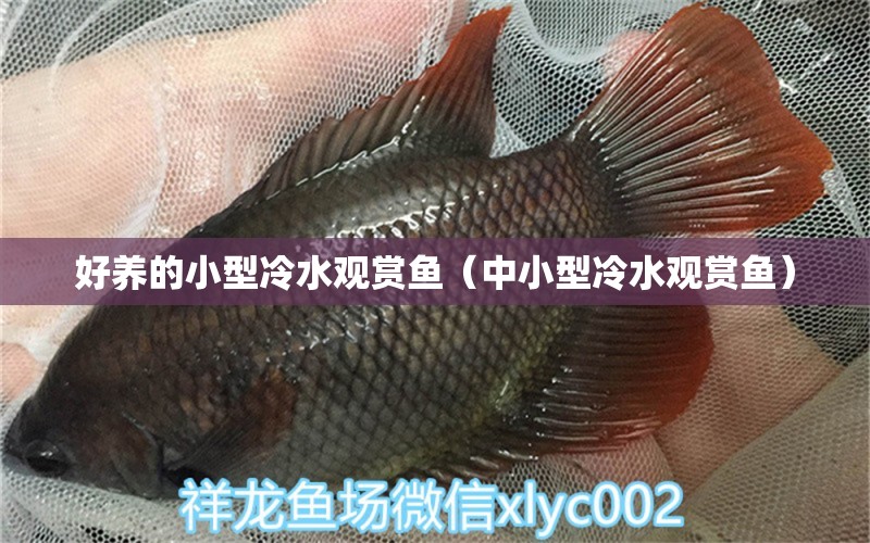 好養(yǎng)的小型冷水觀賞魚（中小型冷水觀賞魚）