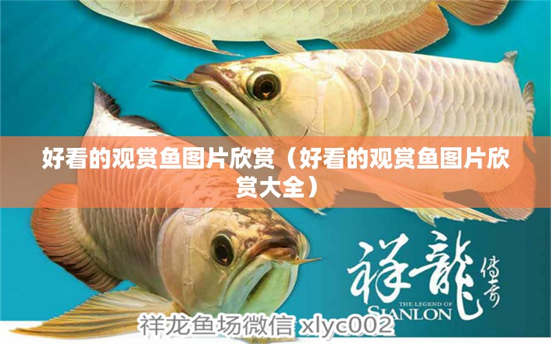 好看的觀賞魚圖片欣賞（好看的觀賞魚圖片欣賞大全） 祥龍魚場(chǎng)