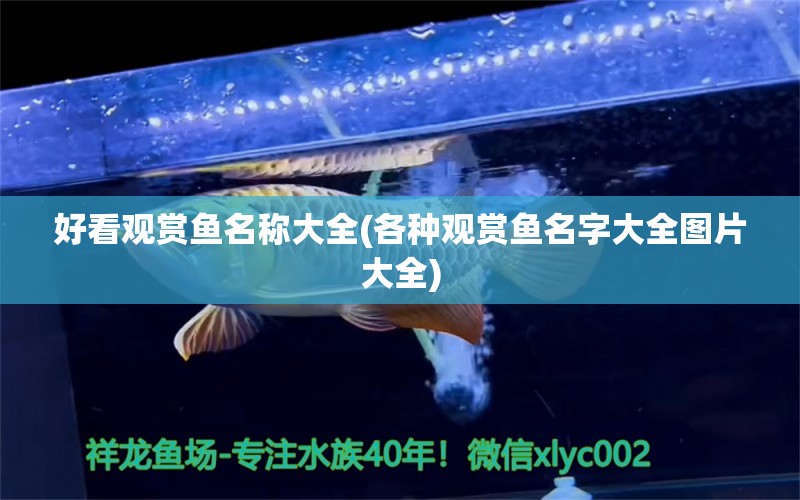 好看觀賞魚名稱大全(各種觀賞魚名字大全圖片大全) 稀有金龍魚