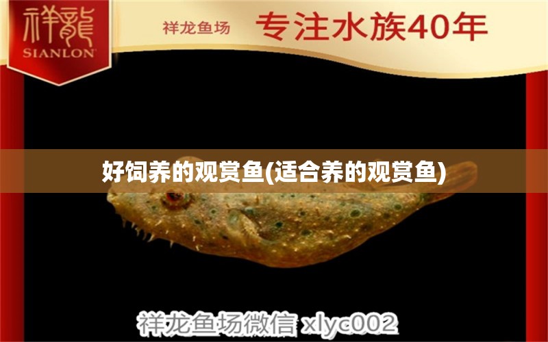 好飼養(yǎng)的觀賞魚(適合養(yǎng)的觀賞魚)