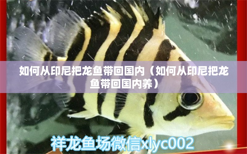 如何從印尼把龍魚帶回國(guó)內(nèi)（如何從印尼把龍魚帶回國(guó)內(nèi)養(yǎng)） 祥龍水族醫(yī)院