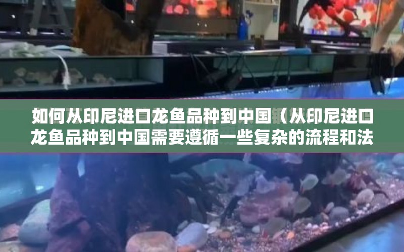 如何從印尼進(jìn)口龍魚品種到中國（從印尼進(jìn)口龍魚品種到中國需要遵循一些復(fù)雜的流程和法規(guī)） 水族問答 第1張