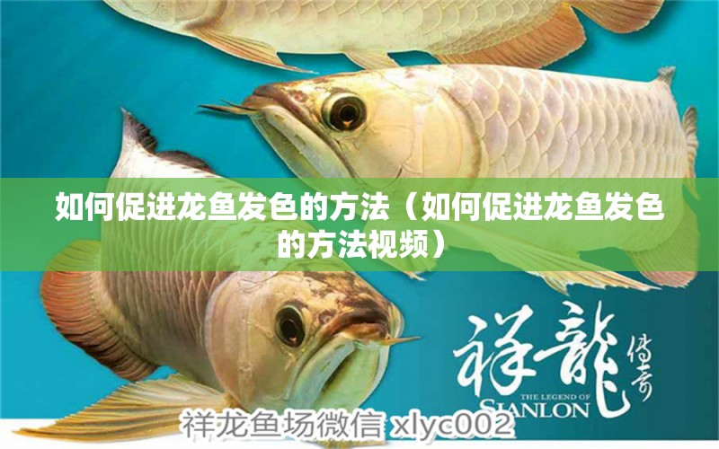 如何促進(jìn)龍魚發(fā)色的方法（如何促進(jìn)龍魚發(fā)色的方法視頻）