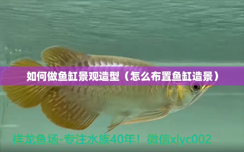 如何做魚缸景觀造型（怎么布置魚缸造景） 觀賞魚批發(fā)