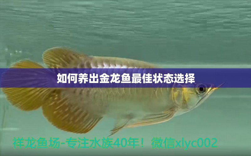 如何養(yǎng)出金龍魚最佳狀態(tài)選擇 印尼小紅龍