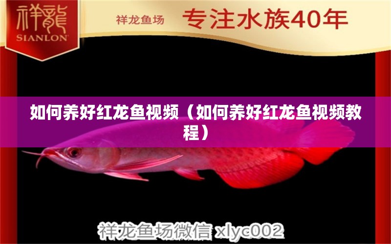 如何養(yǎng)好紅龍魚(yú)視頻（如何養(yǎng)好紅龍魚(yú)視頻教程） 廣州龍魚(yú)批發(fā)市場(chǎng)