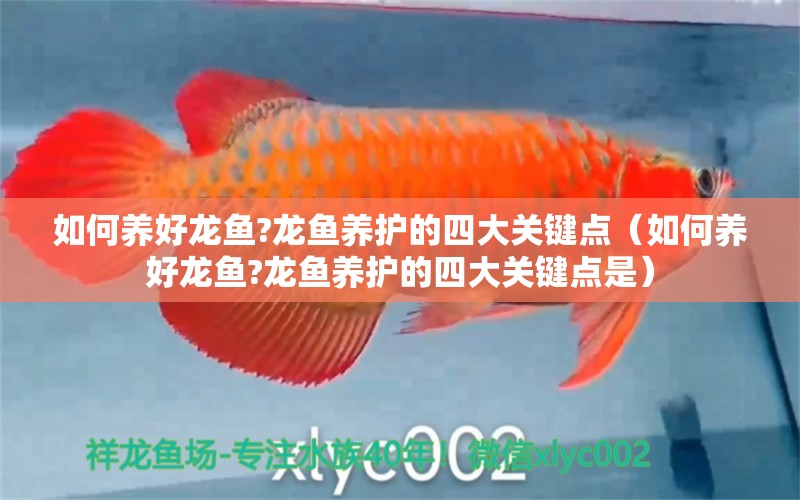 如何養(yǎng)好龍魚?龍魚養(yǎng)護的四大關鍵點（如何養(yǎng)好龍魚?龍魚養(yǎng)護的四大關鍵點是） 廣州龍魚批發(fā)市場