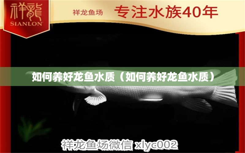 如何養(yǎng)好龍魚水質(zhì)（如何養(yǎng)好龍魚水質(zhì)）