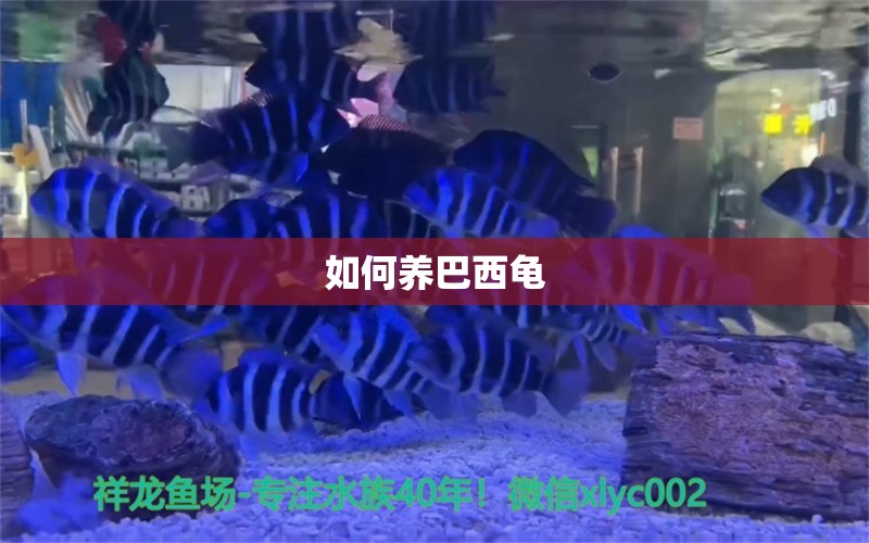 如何養(yǎng)巴西龜 玫瑰銀版魚