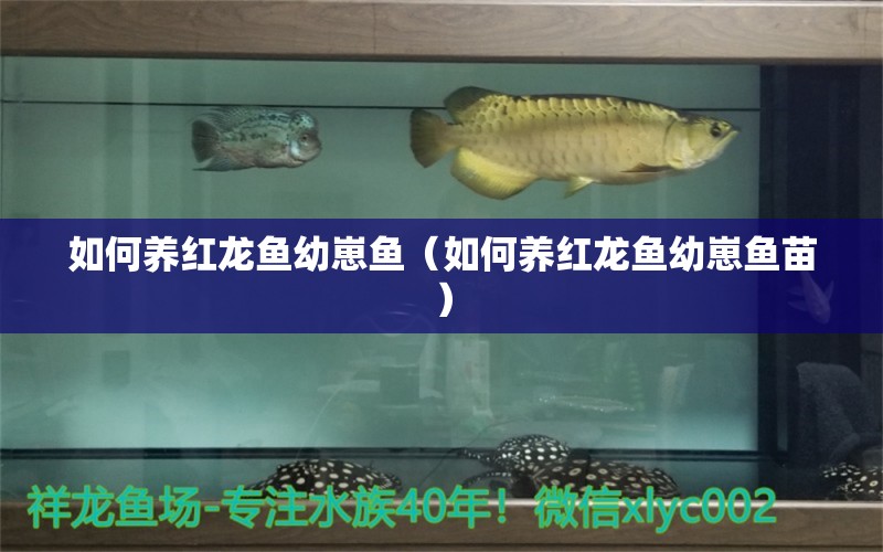 如何養(yǎng)紅龍魚幼崽魚（如何養(yǎng)紅龍魚幼崽魚苗）