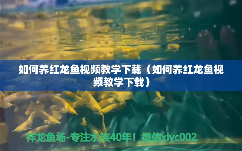 如何養(yǎng)紅龍魚(yú)視頻教學(xué)下載（如何養(yǎng)紅龍魚(yú)視頻教學(xué)下載） 廣州龍魚(yú)批發(fā)市場(chǎng)