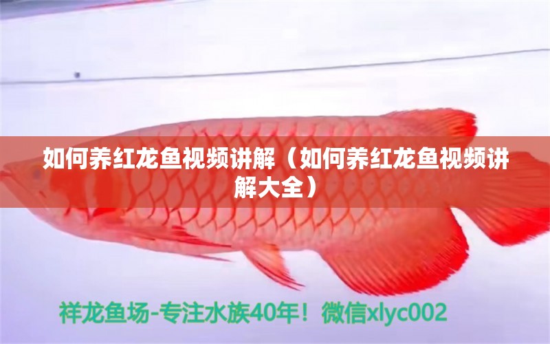 如何養(yǎng)紅龍魚視頻講解（如何養(yǎng)紅龍魚視頻講解大全） 廣州龍魚批發(fā)市場