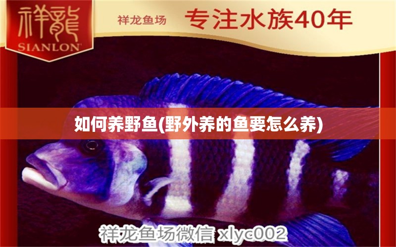 如何養(yǎng)野魚(野外養(yǎng)的魚要怎么養(yǎng)) 白子關(guān)刀魚