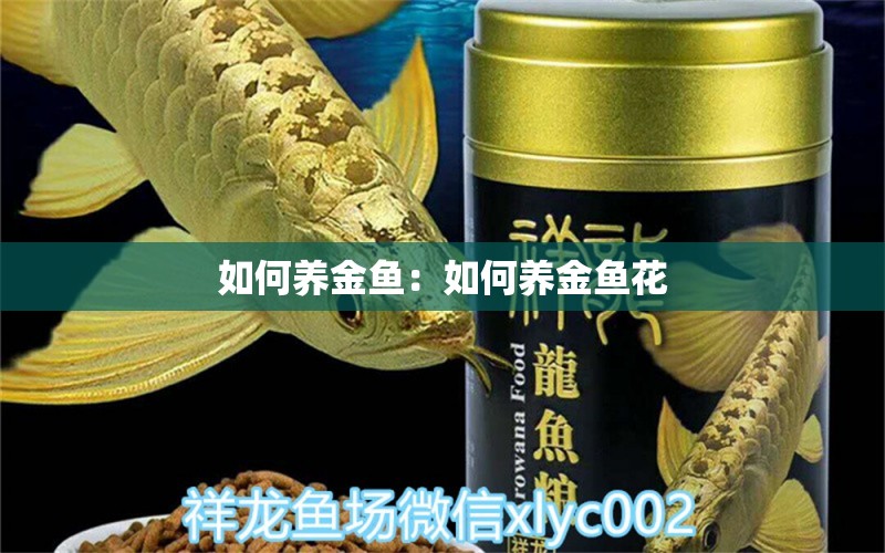 如何養(yǎng)金魚：如何養(yǎng)金魚花 觀賞魚