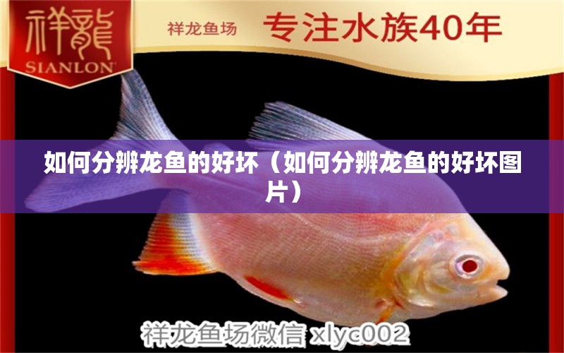 如何分辨龍魚的好壞（如何分辨龍魚的好壞圖片） 龍魚疾病與治療