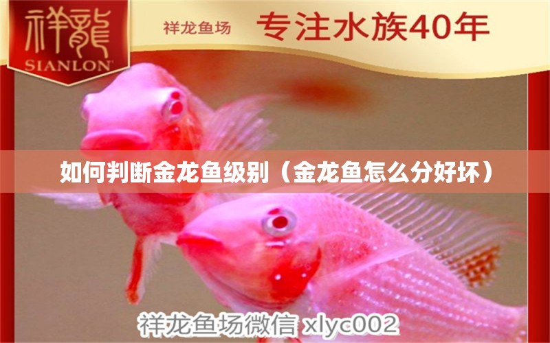 如何判斷金龍魚(yú)級(jí)別（金龍魚(yú)怎么分好壞）