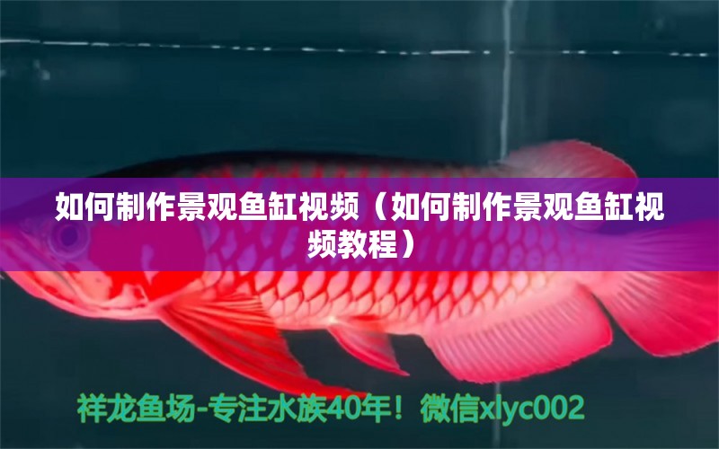 如何制作景觀魚缸視頻（如何制作景觀魚缸視頻教程）