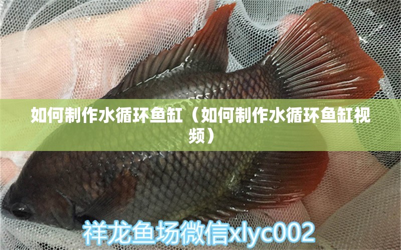 如何制作水循環(huán)魚缸（如何制作水循環(huán)魚缸視頻） 觀賞魚市場（混養(yǎng)魚）