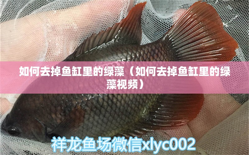 如何去掉魚(yú)缸里的綠藻（如何去掉魚(yú)缸里的綠藻視頻）