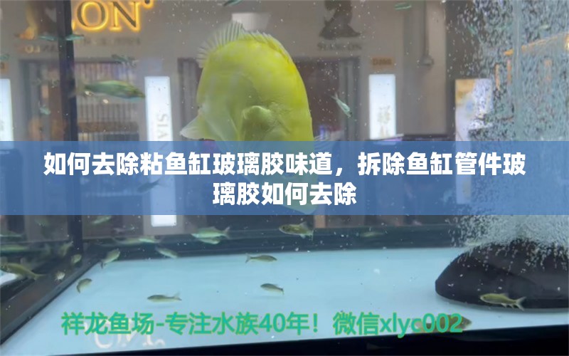 如何去除粘魚缸玻璃膠味道，拆除魚缸管件玻璃膠如何去除