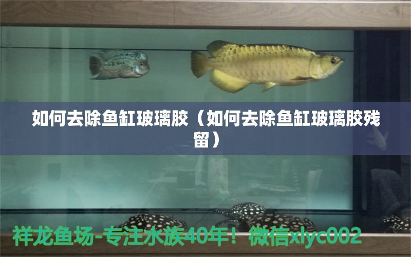 如何去除魚缸玻璃膠（如何去除魚缸玻璃膠殘留） 恐龍王魚