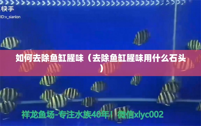 如何去除魚缸腥味（去除魚缸腥味用什么石頭）