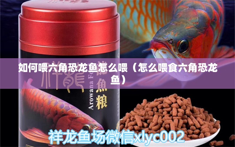 如何喂六角恐龍魚怎么喂（怎么喂食六角恐龍魚）