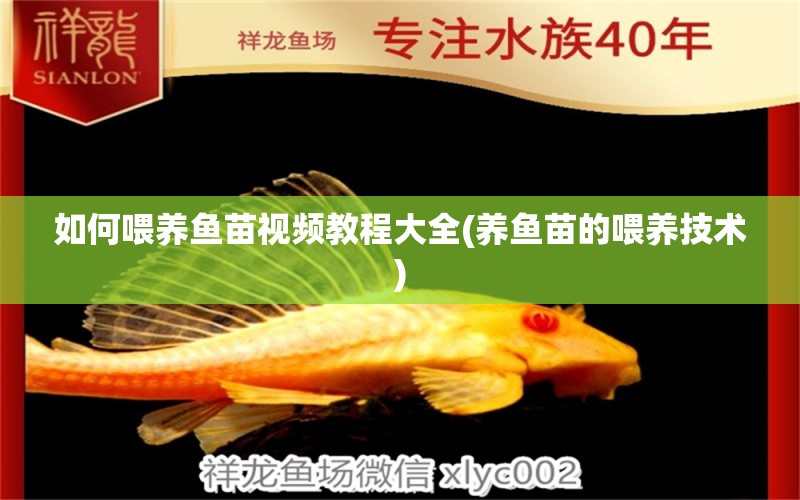 如何喂養(yǎng)魚苗視頻教程大全(養(yǎng)魚苗的喂養(yǎng)技術(shù)) 白玉紅龍魚