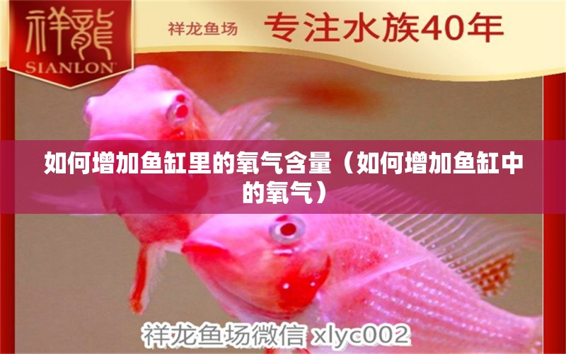 如何增加魚缸里的氧氣含量（如何增加魚缸中的氧氣） 廣州觀賞魚批發(fā)市場