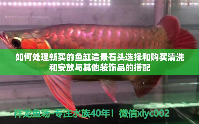 如何處理新買的魚缸造景石頭選擇和購買清洗和安放與其他裝飾品的搭配