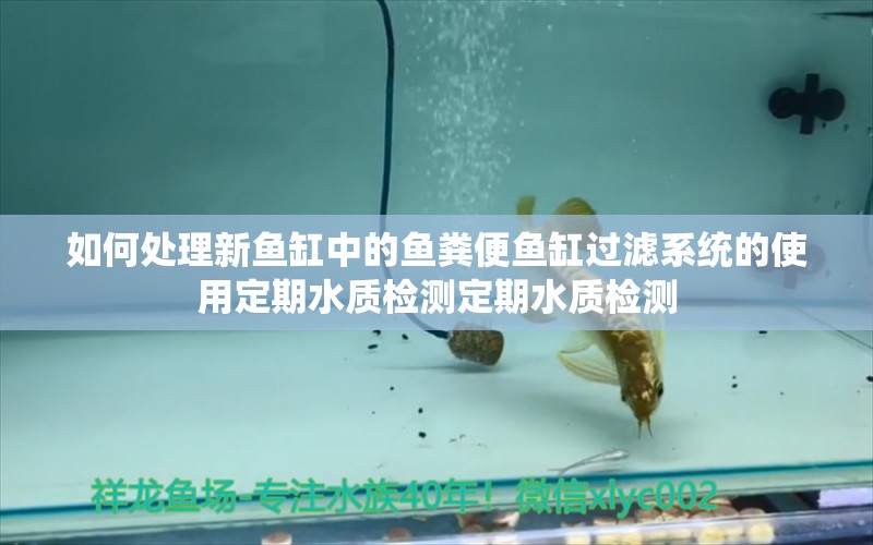 如何處理新魚缸中的魚糞便魚缸過濾系統(tǒng)的使用定期水質(zhì)檢測(cè)定期水質(zhì)檢測(cè) 金龍魚糧