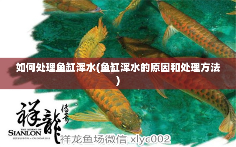 如何處理魚(yú)缸渾水(魚(yú)缸渾水的原因和處理方法) 成吉思汗鯊（球鯊）魚(yú)