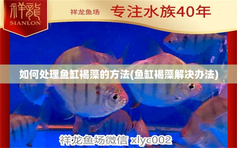 如何處理魚缸褐藻的方法(魚缸褐藻解決辦法) 成吉思汗鯊（球鯊）魚 第1張