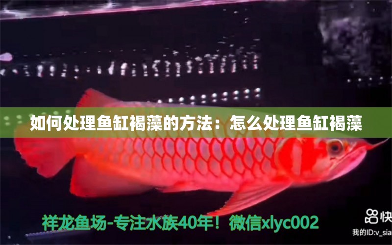 如何處理魚缸褐藻的方法：怎么處理魚缸褐藻