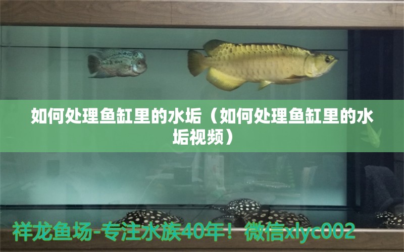 如何處理魚(yú)缸里的水垢（如何處理魚(yú)缸里的水垢視頻）