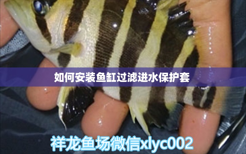 如何安裝魚缸過濾進水保護套  委內(nèi)瑞拉奧里諾三間魚苗