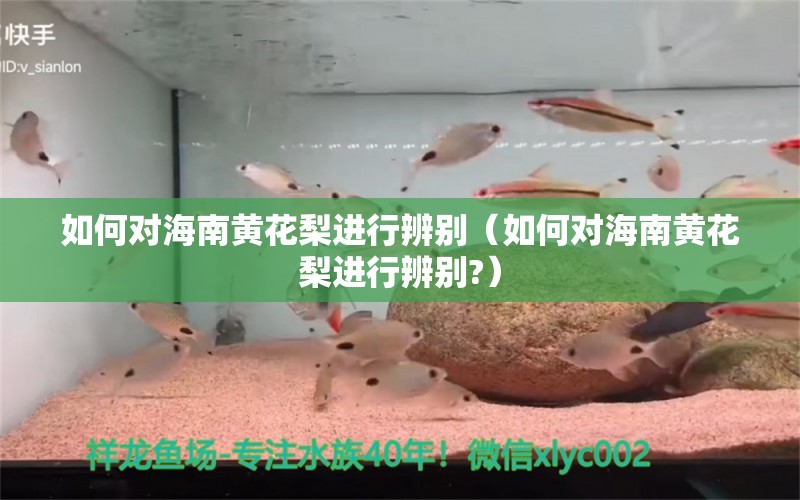 如何對海南黃花梨進行辨別（如何對海南黃花梨進行辨別?） 文玩