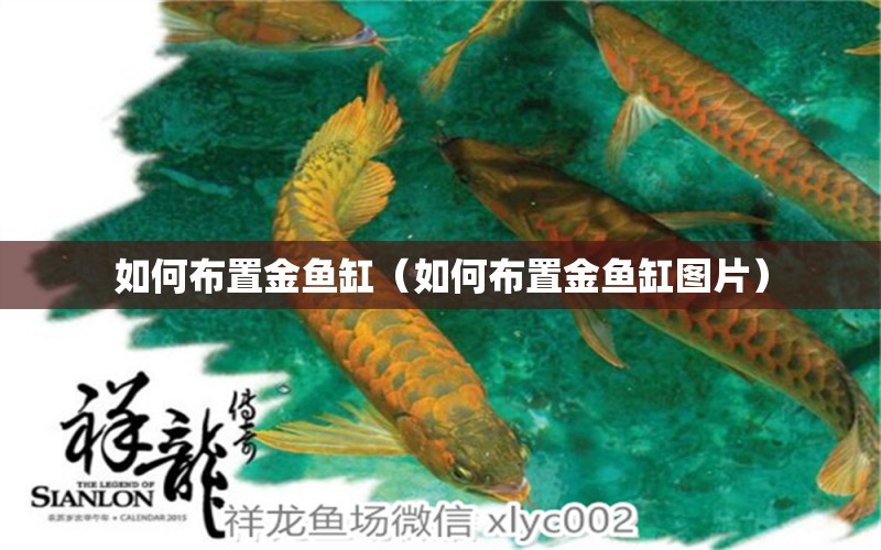 如何布置金魚缸（如何布置金魚缸圖片）