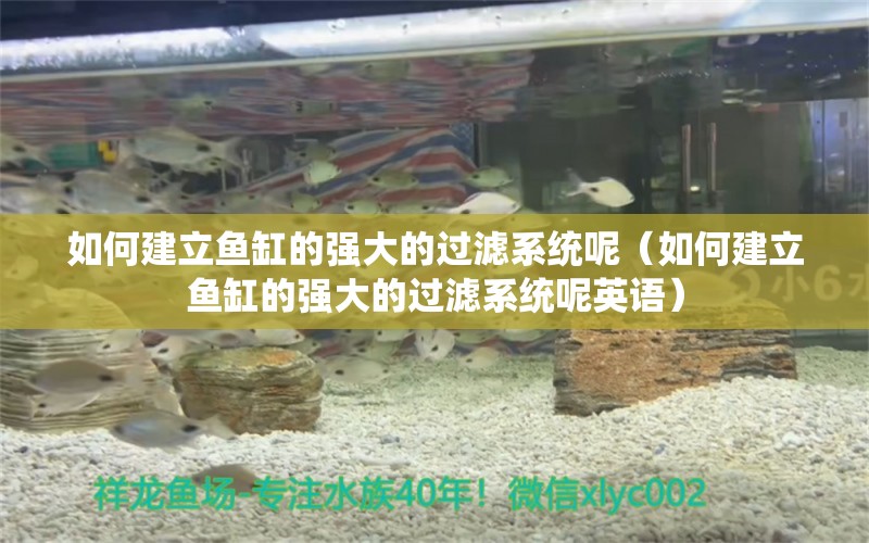 如何建立魚缸的強(qiáng)大的過(guò)濾系統(tǒng)呢（如何建立魚缸的強(qiáng)大的過(guò)濾系統(tǒng)呢英語(yǔ)）