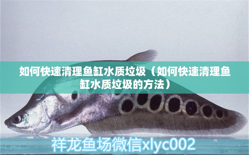 如何快速清理魚缸水質(zhì)垃圾（如何快速清理魚缸水質(zhì)垃圾的方法）