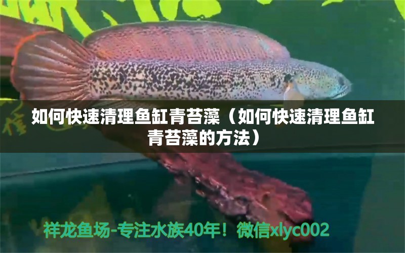 如何快速清理魚缸青苔藻（如何快速清理魚缸青苔藻的方法）