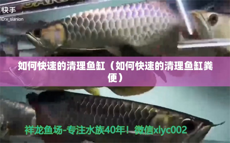 如何快速的清理魚缸（如何快速的清理魚缸糞便）