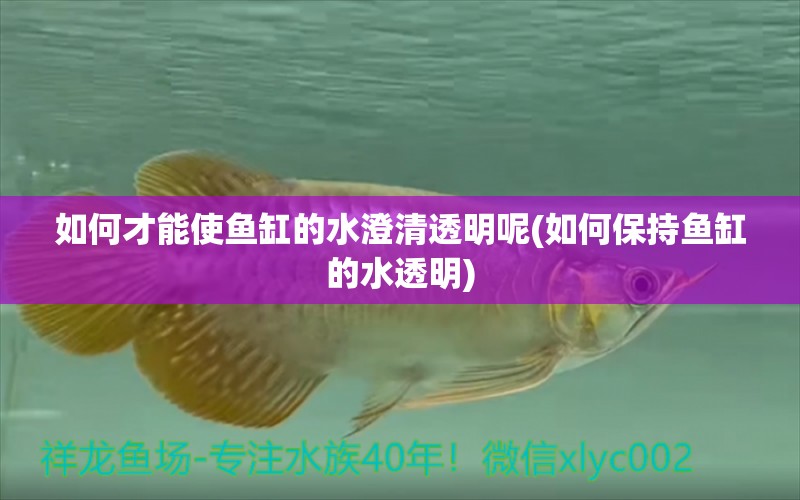 如何才能使魚缸的水澄清透明呢(如何保持魚缸的水透明) 高背金龍魚 第1張