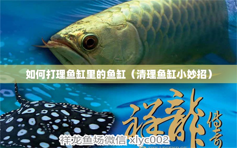 如何打理魚缸里的魚缸（清理魚缸小妙招） 紅老虎魚