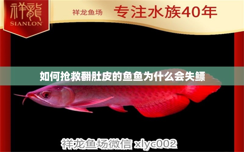 如何搶救翻肚皮的魚魚為什么會失鰾 巴卡雷龍魚 第2張