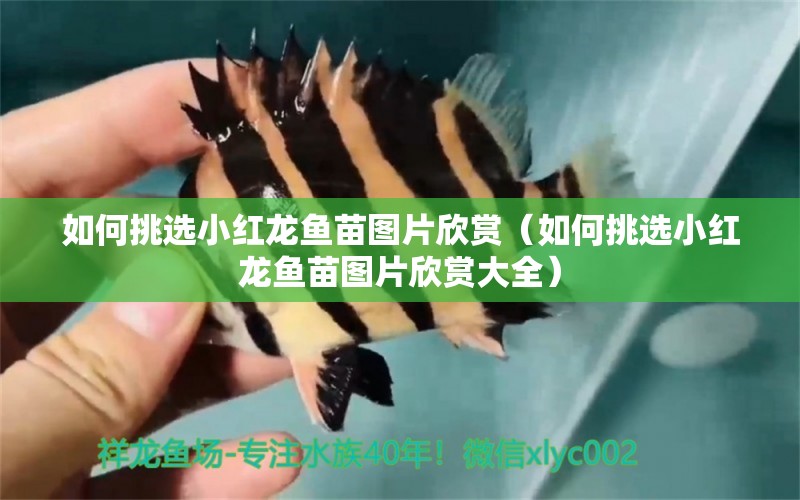 如何挑選小紅龍魚(yú)苗圖片欣賞（如何挑選小紅龍魚(yú)苗圖片欣賞大全） 廣州龍魚(yú)批發(fā)市場(chǎng)