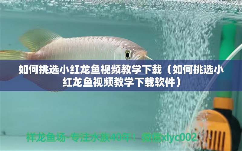 如何挑選小紅龍魚視頻教學下載（如何挑選小紅龍魚視頻教學下載軟件）