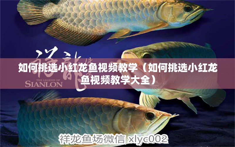 如何挑選小紅龍魚(yú)視頻教學(xué)（如何挑選小紅龍魚(yú)視頻教學(xué)大全）