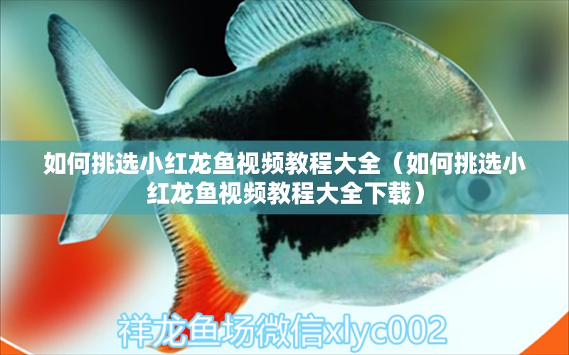 如何挑選小紅龍魚視頻教程大全（如何挑選小紅龍魚視頻教程大全下載） 祥龍水族醫(yī)院